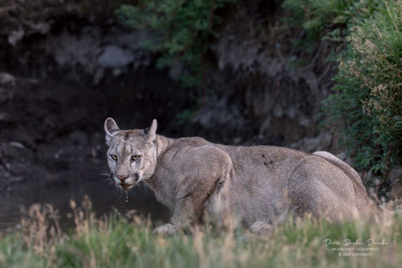 Puma