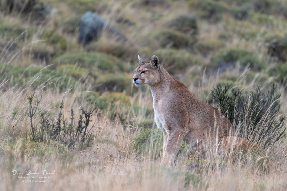 Puma