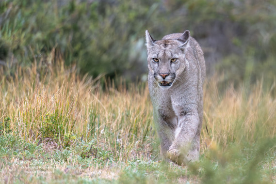 Puma