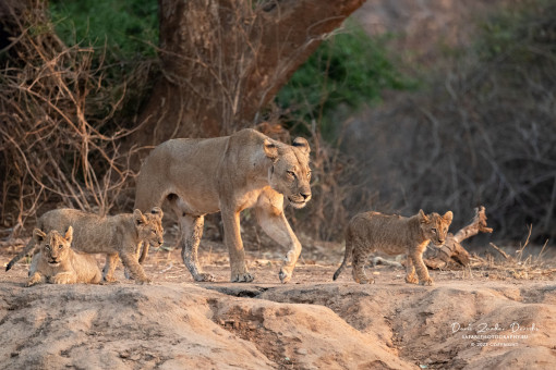 Lion Family
