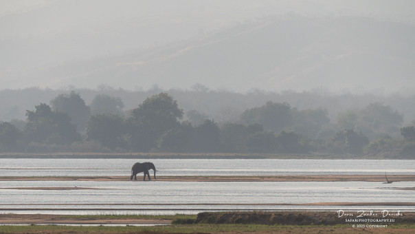Elephant in Sambesi River