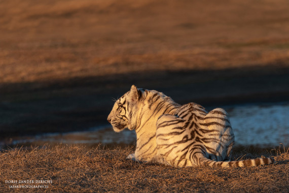 Weiße Tigerin