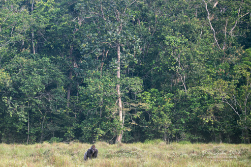 Western Lowland Gorilla - Odzala Kokoua Nationalpark