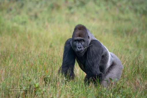 Western Lowland Gorilla