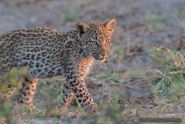 Leopard - Selinda Reserve - Botswana