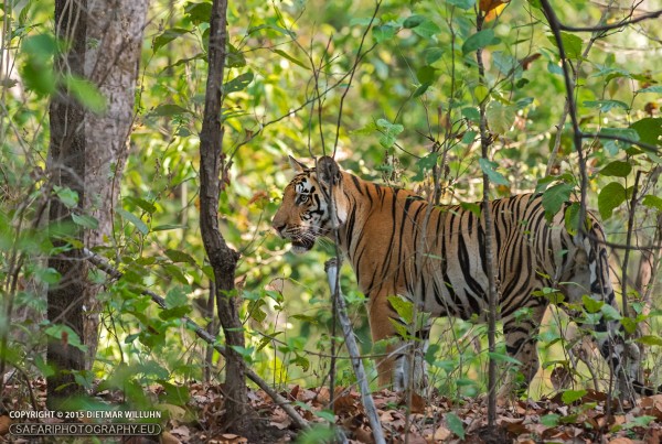 Tiger - Kanha