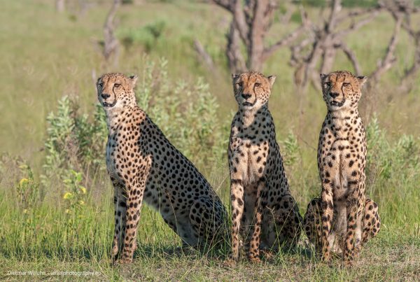 Geparden - Kwando Reserve - Botswana