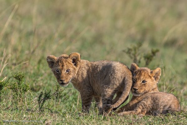 Löwenbabies - Masai Mara National Reserve - Kenia