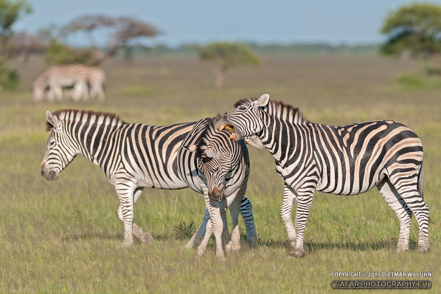 Zebras im Nxai Pan Nationalpark