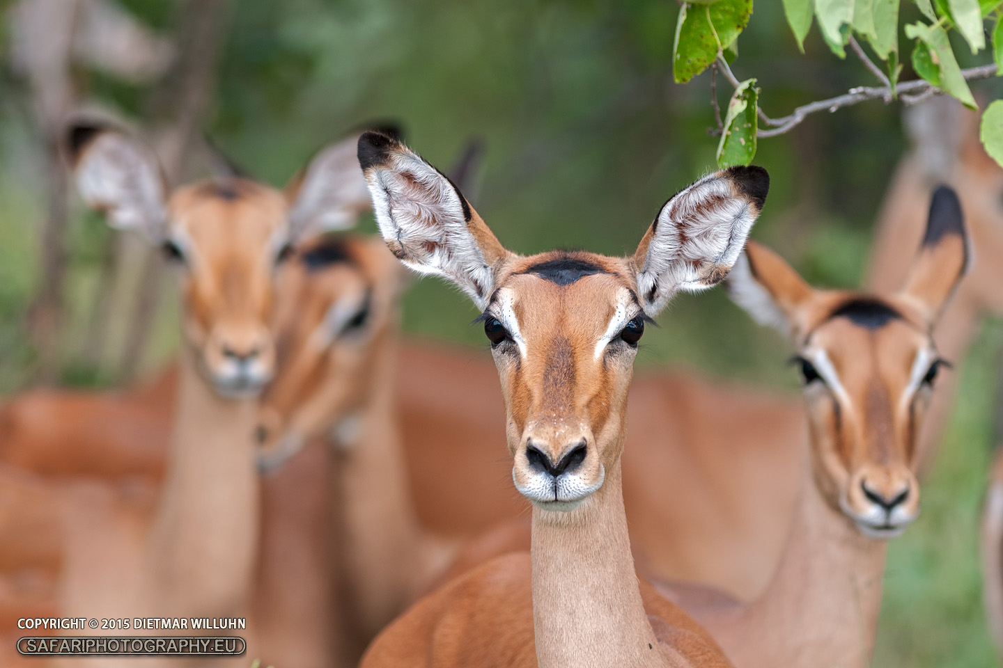 Impalas - Botswana