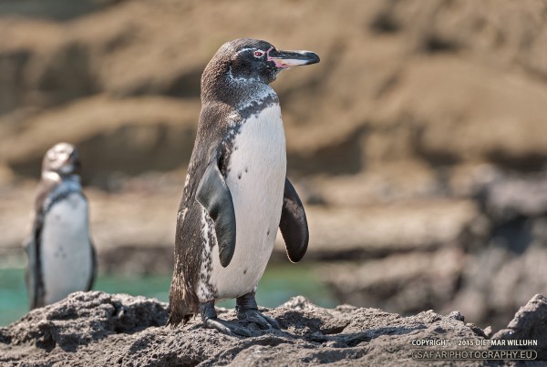 Galapagos Pinguin - Ecuador
