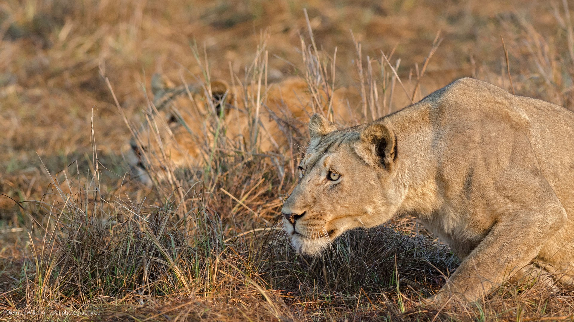 Löwen - Sambia