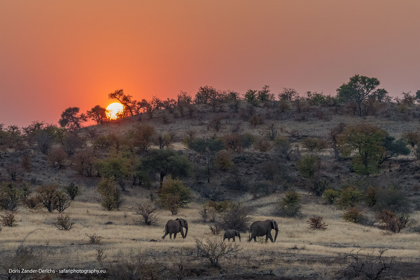 Elefanten - Mashatu Game Reserve - Botswana
