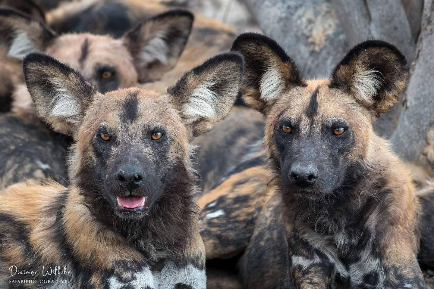 Afrikanische Wildhunde - Linyanti Game Reserve - Botswana