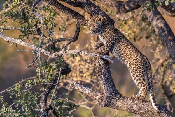 Leopard - Londolozi Game Reserve - Südafrika
