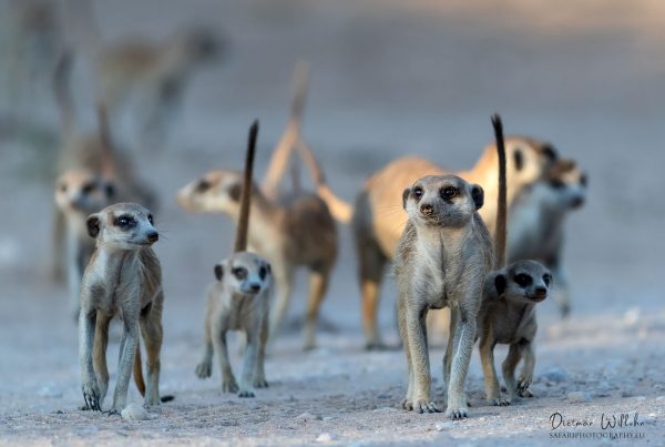 Erdmännchen (Surikate) - Kgalagadi Transfrontier Park - Südafrika