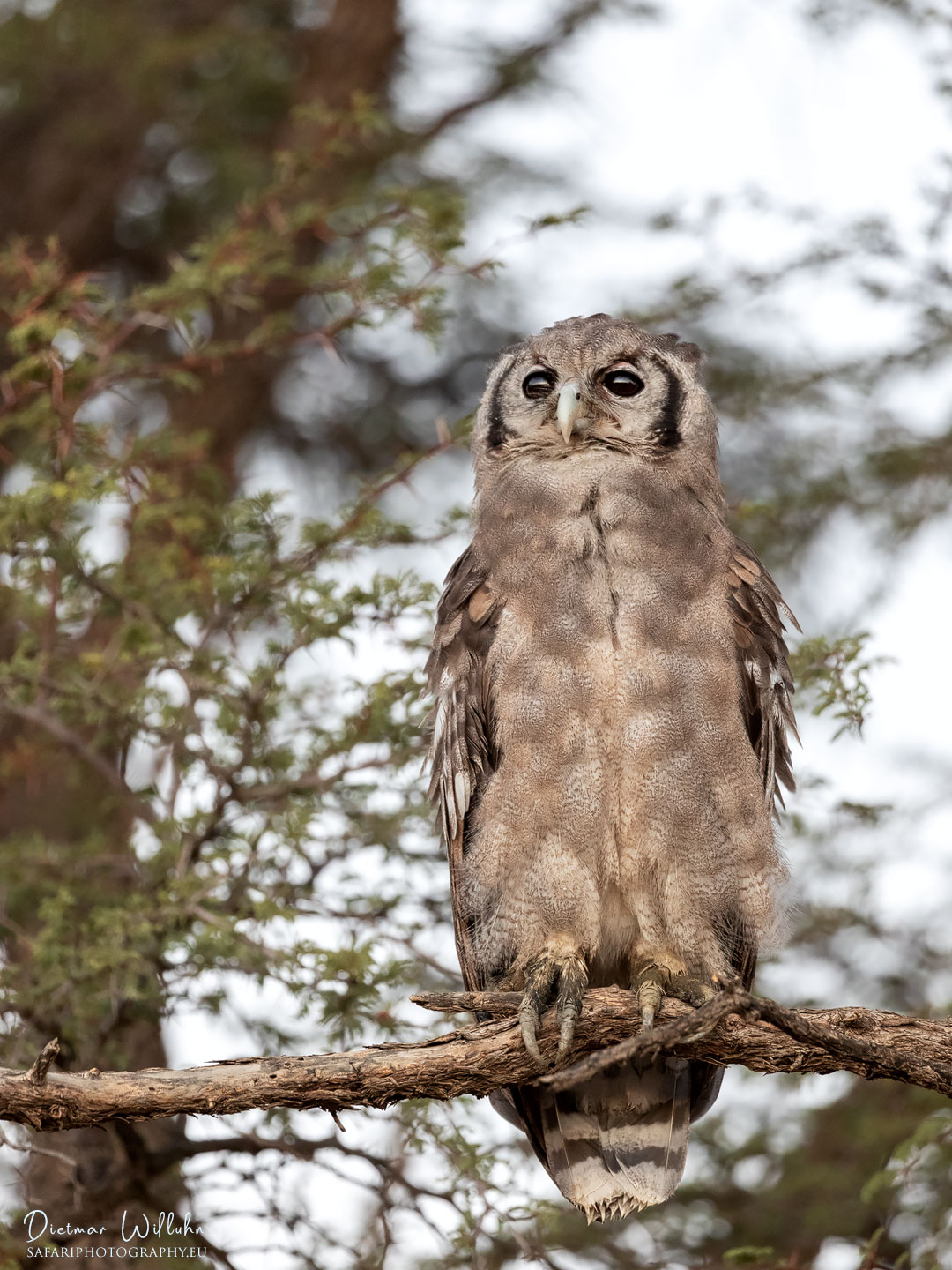 Giant Eagle-Owl - Kgalagadi Transfrontier Park - South Africa