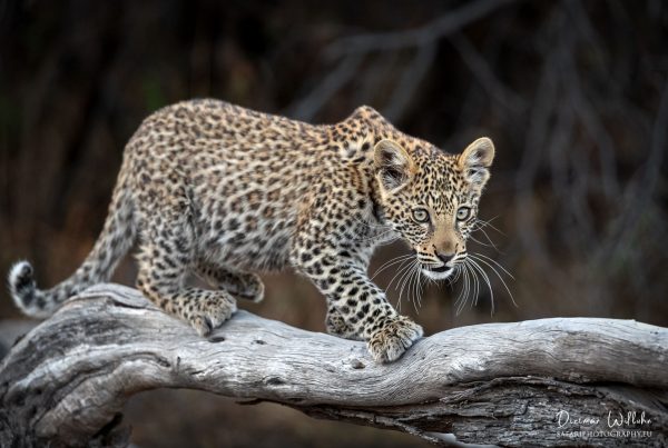 Leoparden Junges - Linyanti Game Reserve - Botswana