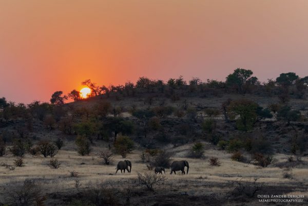 Elefanten - Mashatu Game Reserve - Botswana