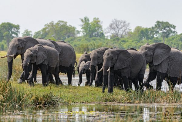 Elefanten - Botswana - Afrika