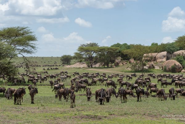 Serengeti - Tansania - Afrika