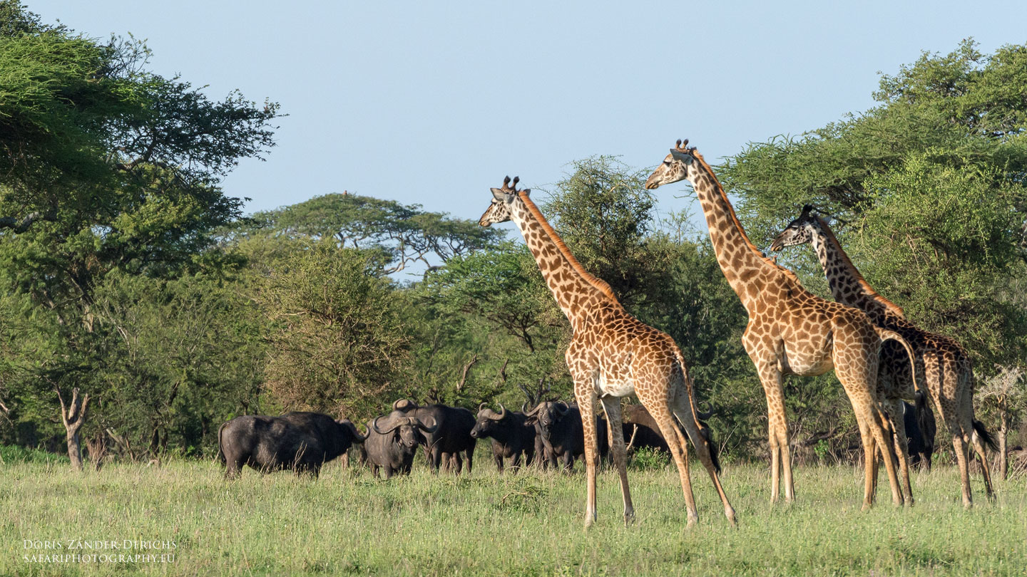 Serengeti - Tansania - Afrika