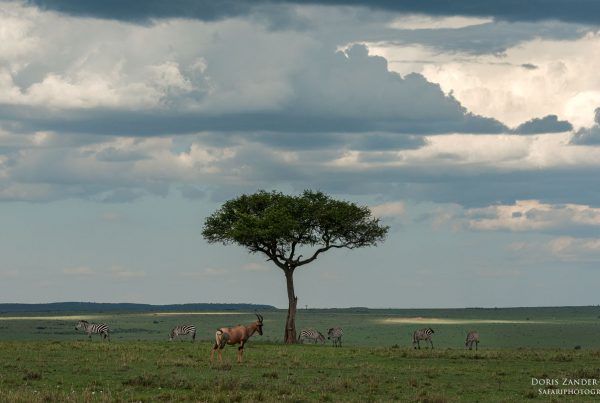 Masai Mara - Kenia - Afrika