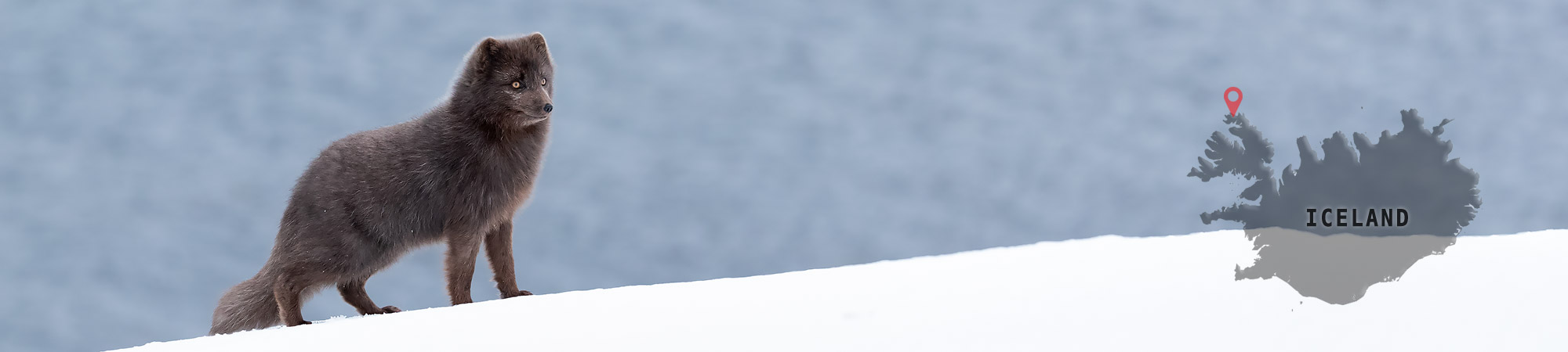 Arctic-Fox-Iceland Header