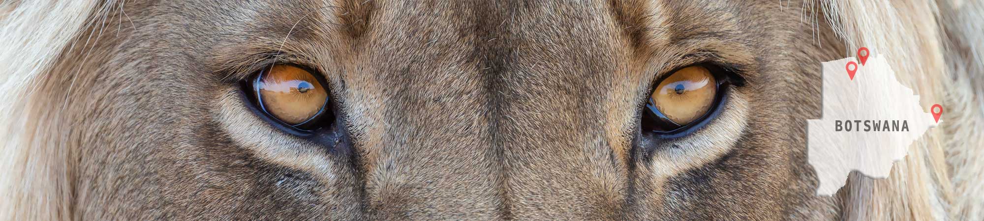 Lion-Portrait-Header-Botswana