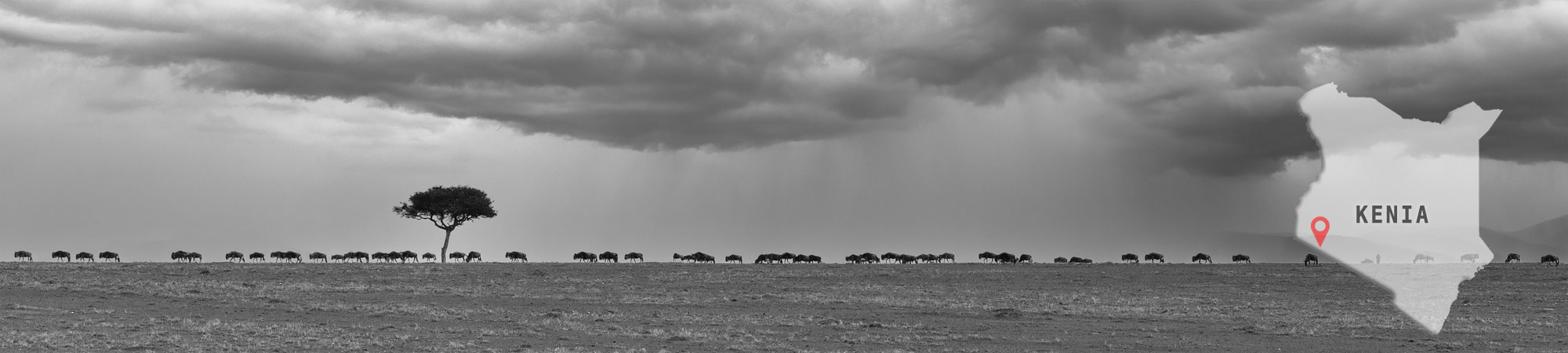 Kenia - Masai Mara - Header