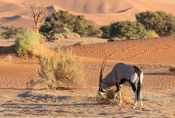 Oryx Antilope - Namib Naukluft Nationalpark - Namibia