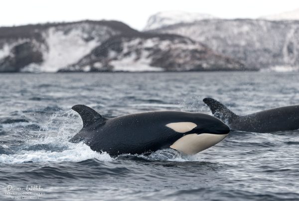 Orcas - Fjord von Skjervoy - Norwegen