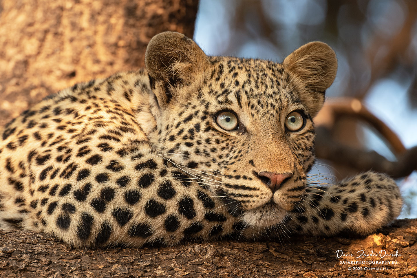 Leopard (leopard) - Mashatu Game Reserve - Botswana