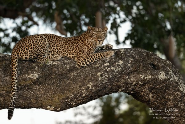 Leopard - South Luangwa National Park - Zambia