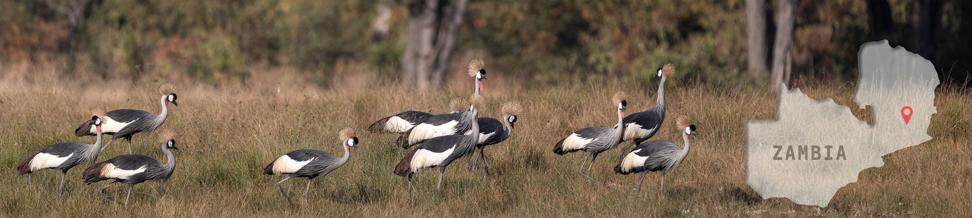 Crowned Cranes - South Luangwa - Zambia - Header