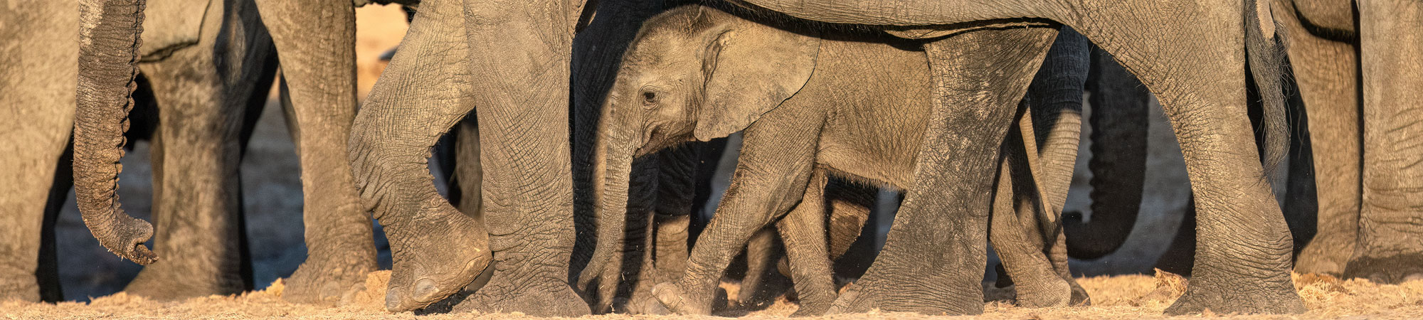 little baby elephant in the midst of his herd