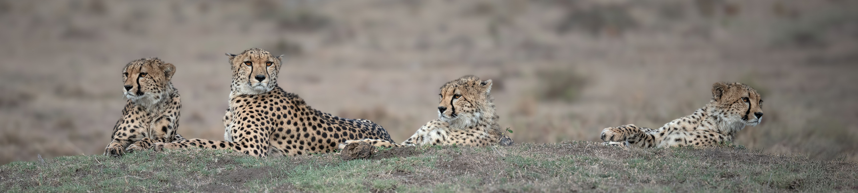 Four Cheetahs lie in the grass.